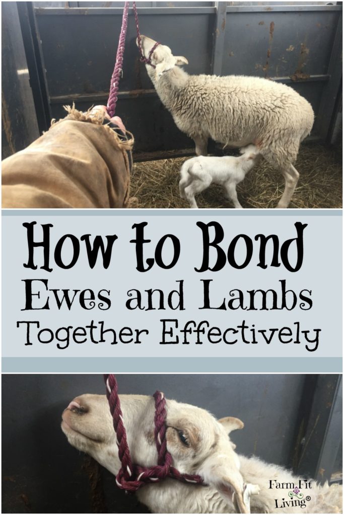 How to Bond Ewes and Lambs Together