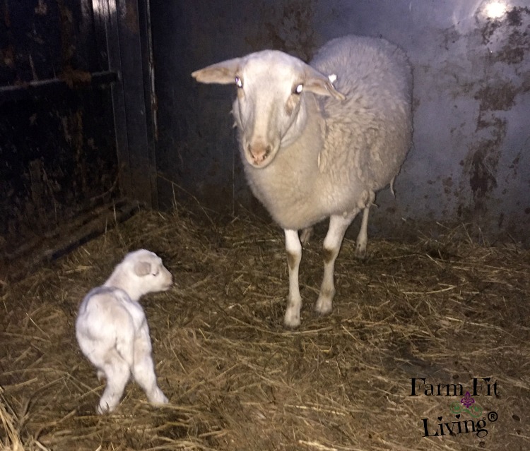 How to bond ewes and lambs together