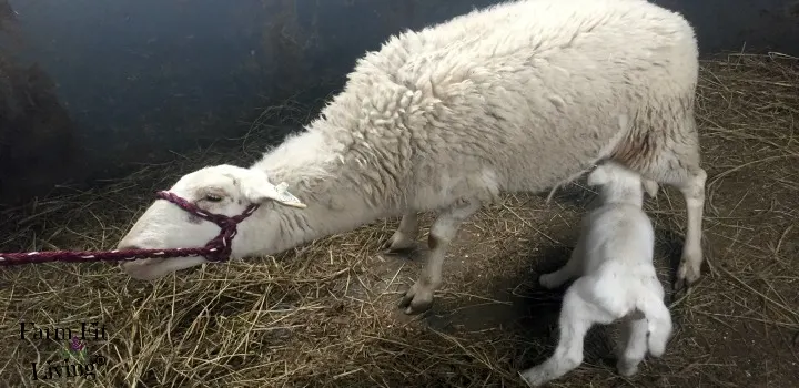 How to bond ewes and lambs together