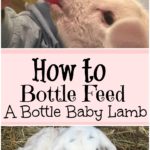 how to bottle feed a lamb