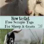 hot to get free scrapie tags for sheep and goats