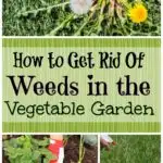 How to get rid of weeds in vegetable gardens