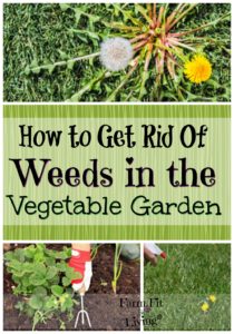 How To Get Rid Of Weeds In Vegetable Gardens Farm Fit Living