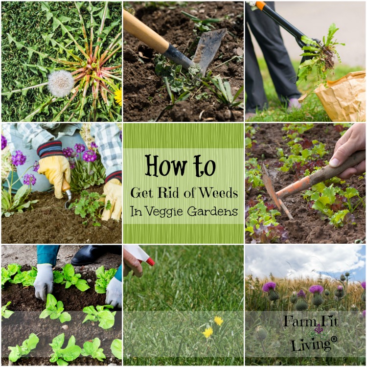how to get rid of weeds in vegetable gardens