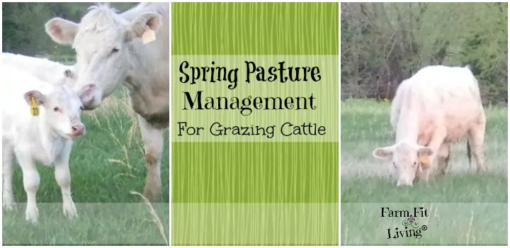 Spring Pasture Management for Grazing Cattle