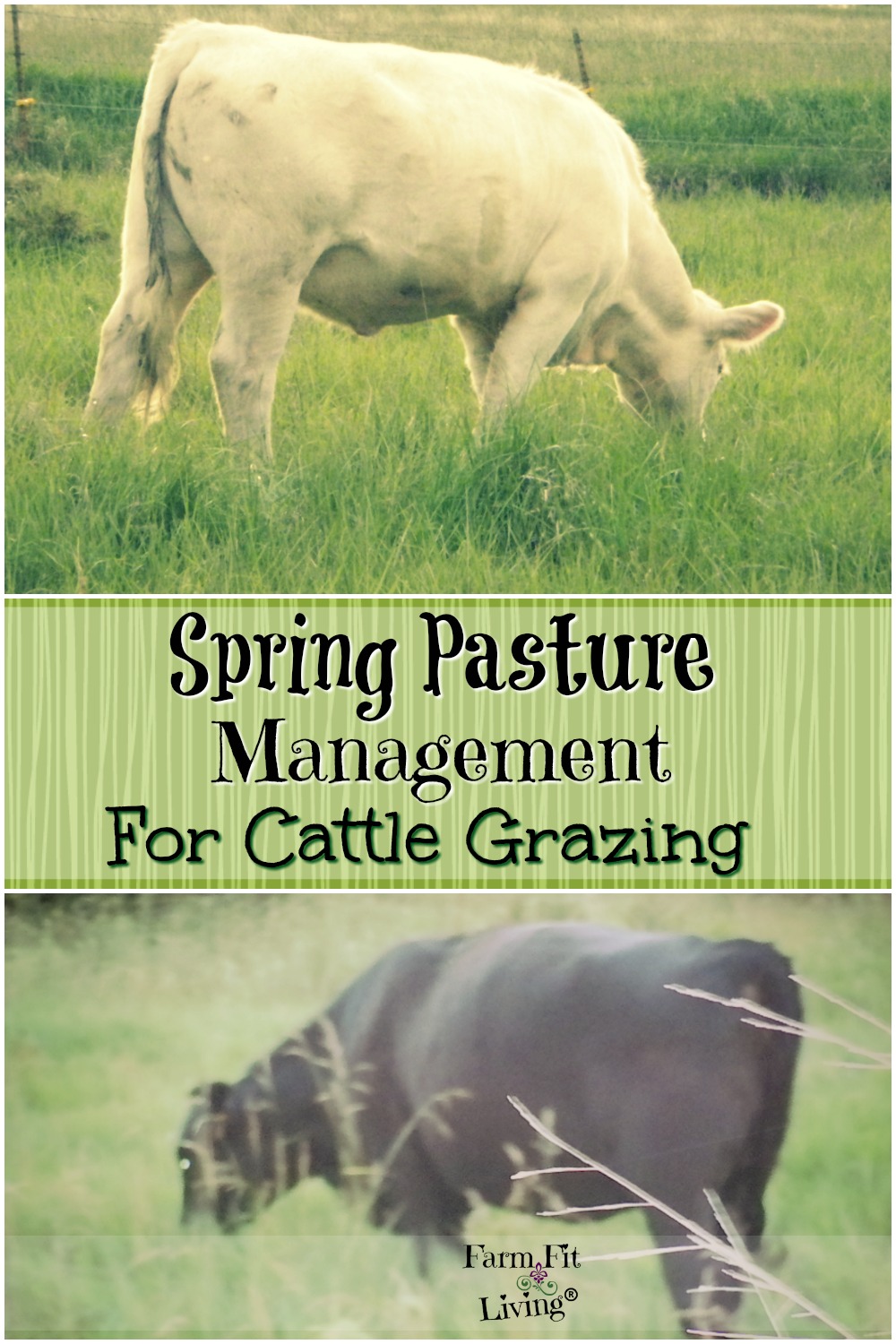 spring pasture management