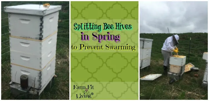 splitting bee hives in spring