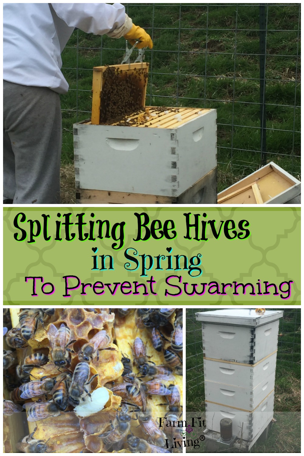 splitting bee hives in spring