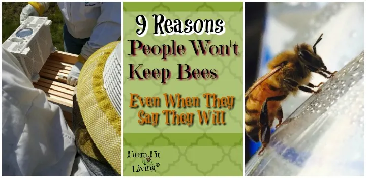 9 reasons people won't keep bees