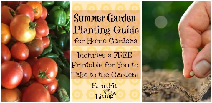 summer garden planting guide