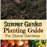 summer garden planting guide