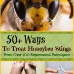 ways to treat honey bee stings
