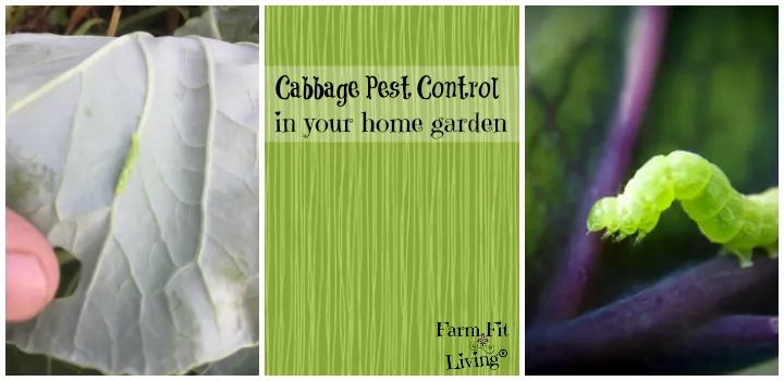 cabbage pest control