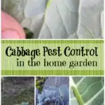 cabbage pest control