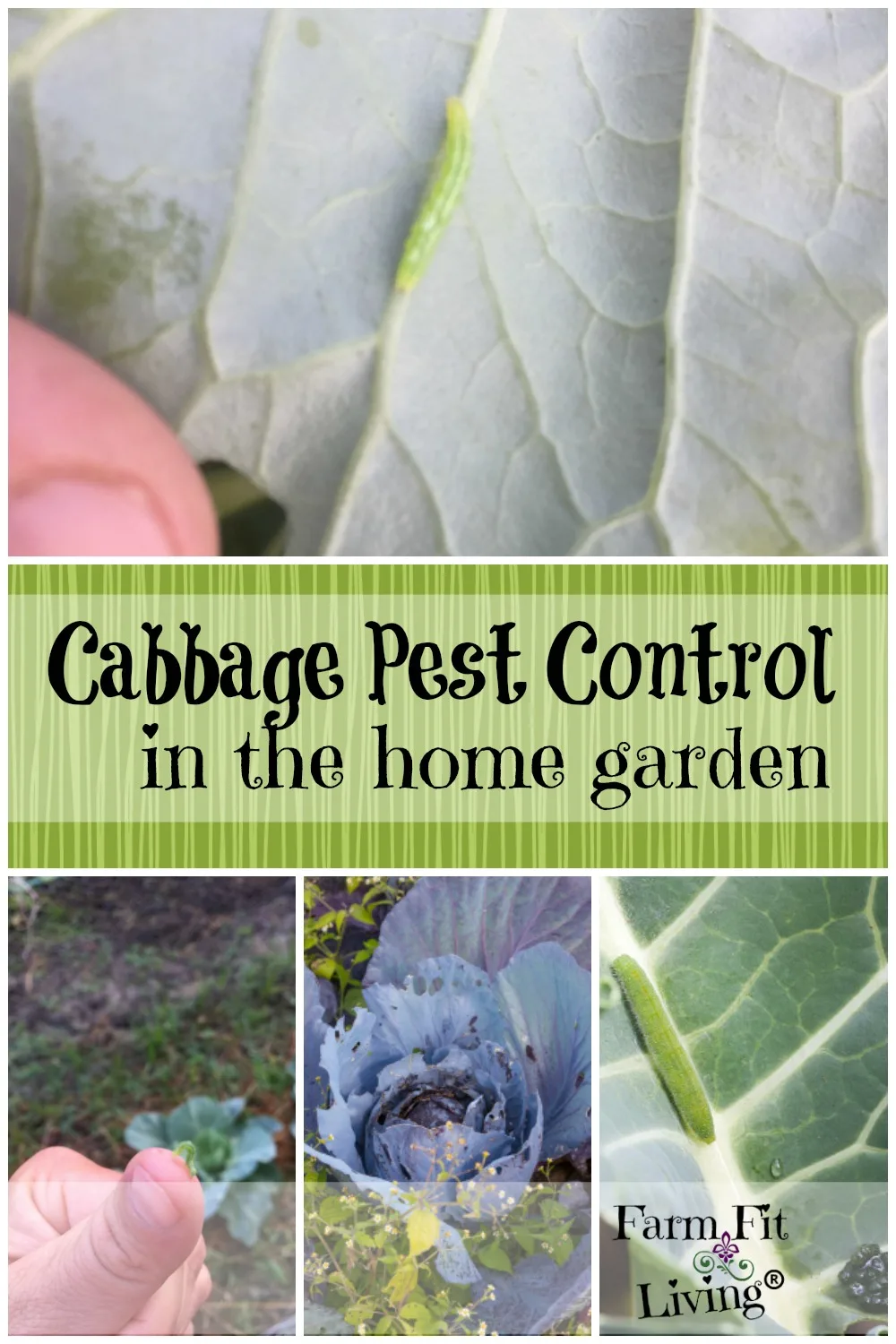 Cabbage Moth Control: Prevention and How to Get Rid of It - GardensAll