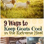 ways to keep goats cool