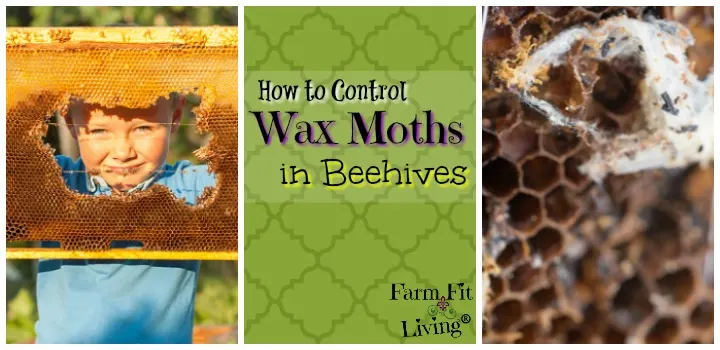 Control Wax Moths in Bee Hives
