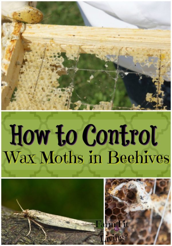 How to Control Wax Moths in Beehives - Farm Fit Living