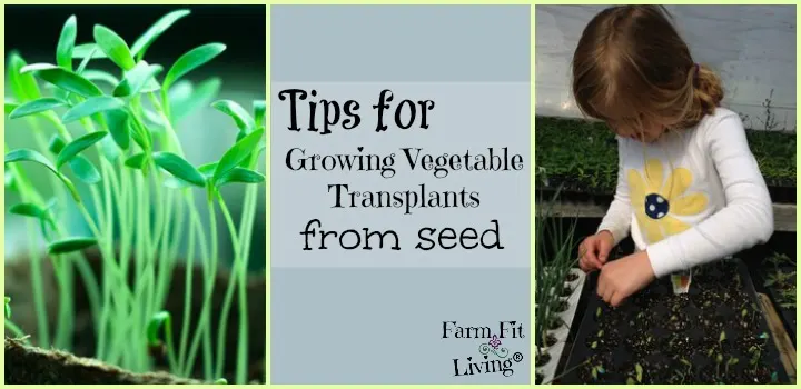growing vegetable transplants from seed