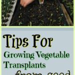 Growing Vegetable Transplants from Seed