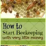 Start Beekeeping with Very Little Money