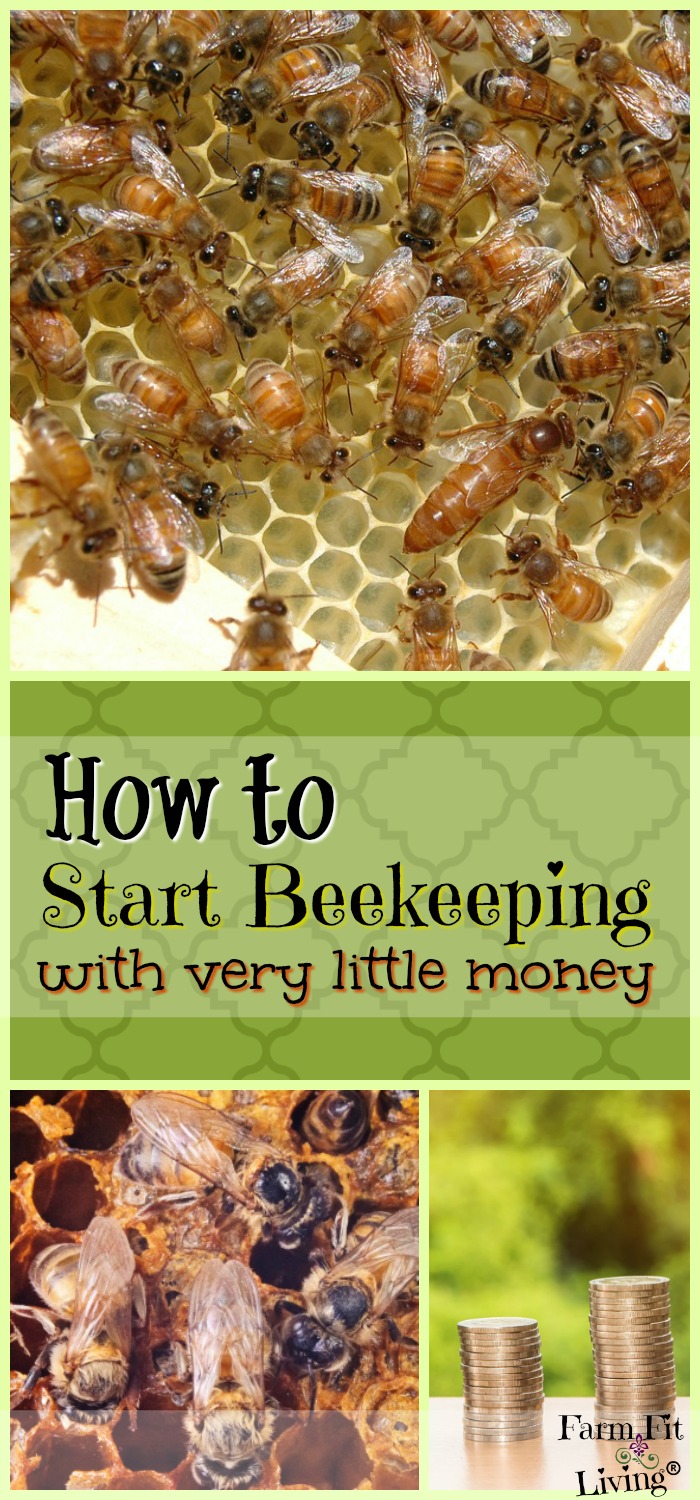 Start Beekeeping with Very Little Money