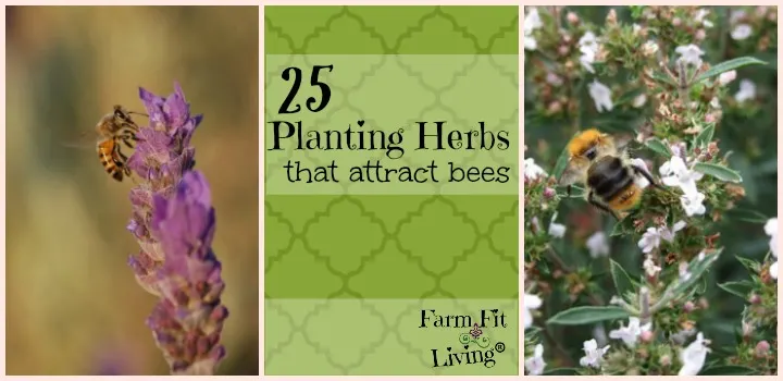 Planting herbs that attract bees