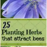 planting herbs that attract bees