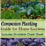 Companion Planting Guide for Home Gardens