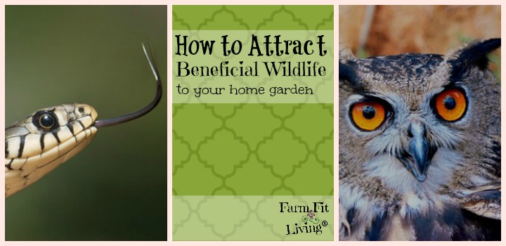 How to Attract Beneficial Wildlife to your home garden