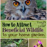 How to Attract Beneficial Wildlife to your home garden