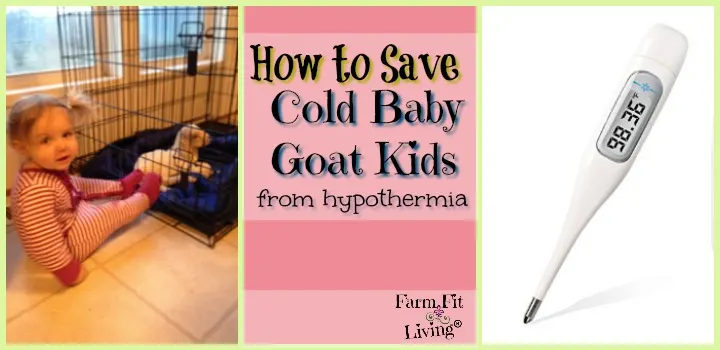 how to save cold baby goat kids from hypothermia