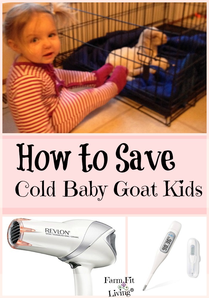 how to save cold baby goat kids from hypothermia