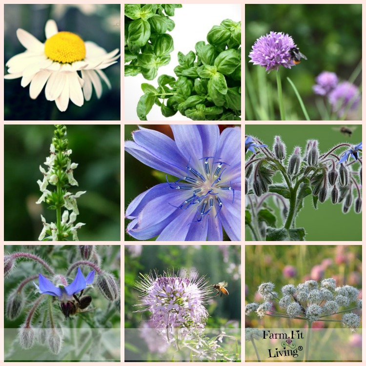 25 Planting Herbs that Attract Bees 