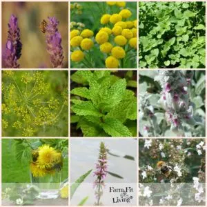 25 Planting Herbs that Attract Bees