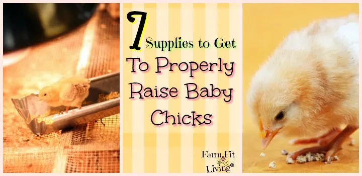 Supplies to get to properly raise baby chicks