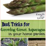 Tricks for Growing Great Asparagus