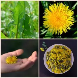 How to Make Money Selling Dandelions