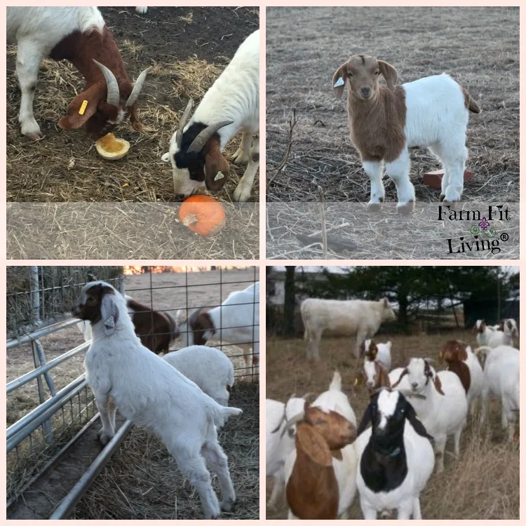Top Busting Myths about Goats
