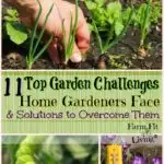 Top Garden Challenges