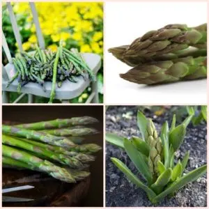 Tricks for Growing great asparagus