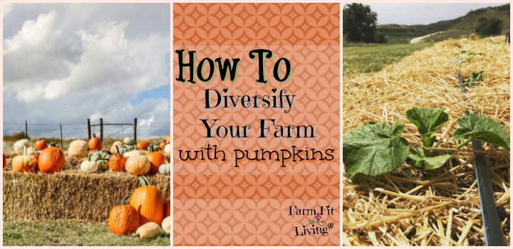 Diversify Your Farm With Pumpkins