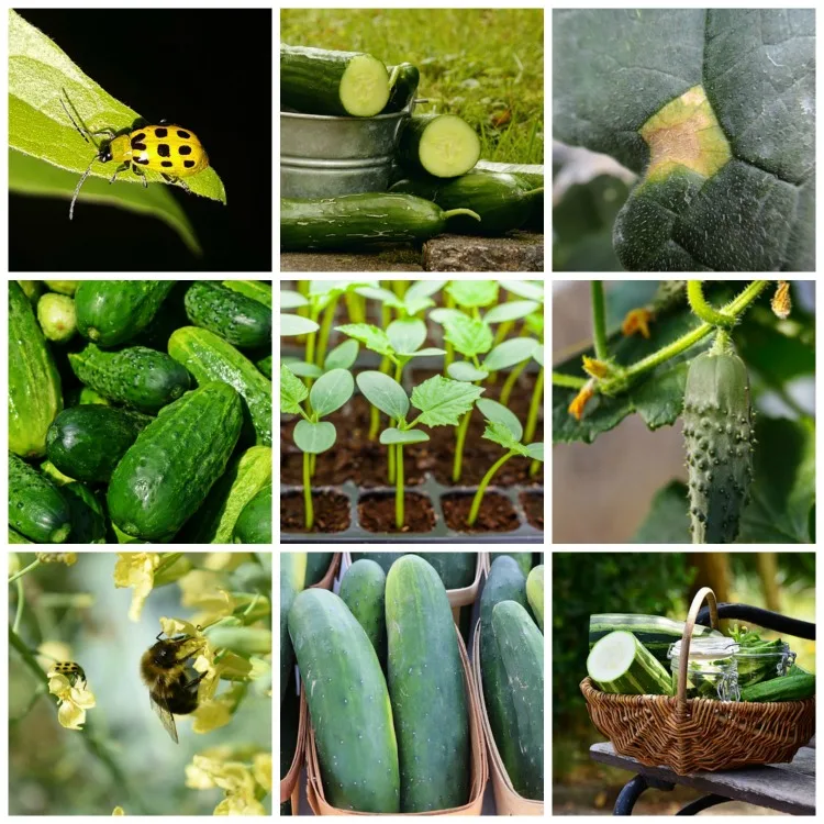 best tricks for growing great cucumbers in your home garden