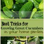 best tricks for growing great cucumbers