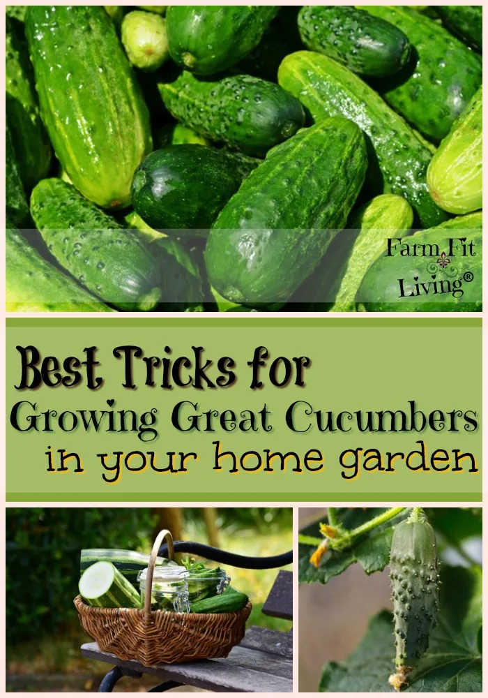 Growing Cucumbers in the Home Garden