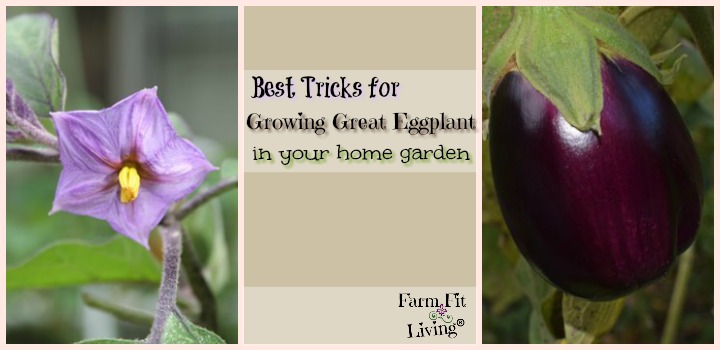Best Tricks for Growing Great Eggplant