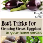best tricks for growing great eggplant