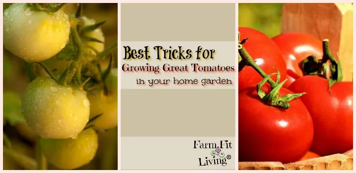 Best Tricks for Growing Great Tomatoes