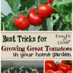 Best Tricks for Growing Great Tomatoes In Your Home Garden