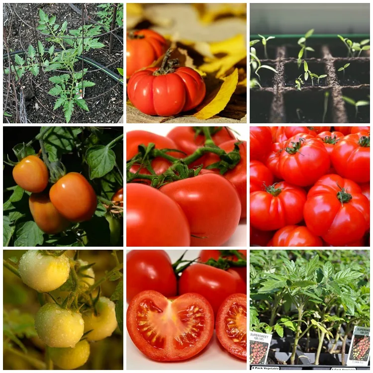 Best Tricks for Growing Great Tomatoes in your Home Garden